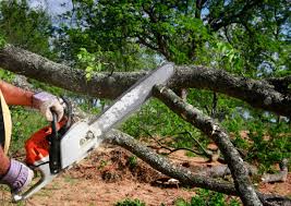 Best Arborist Consultation Services  in Monterey, CA