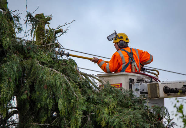 Best Tree and Shrub Care  in Monterey, CA