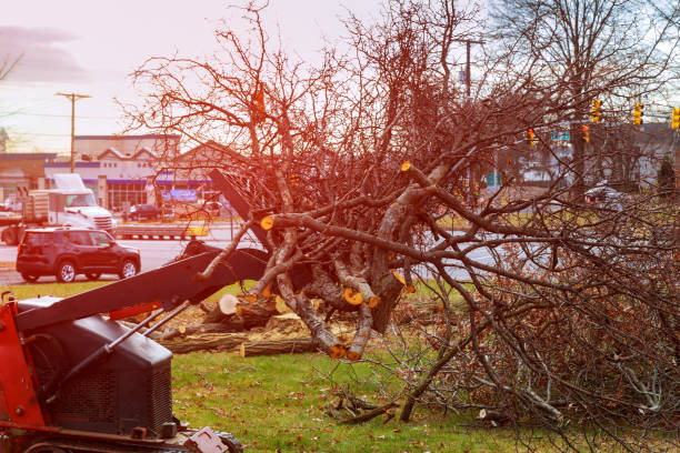 Best Hazardous Tree Removal  in Monterey, CA