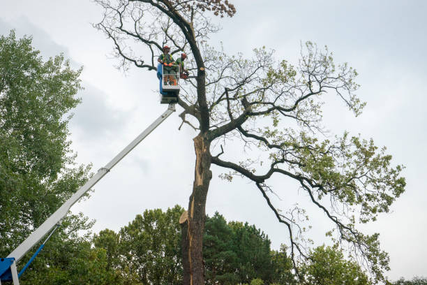 How Our Tree Care Process Works  in  Monterey, CA