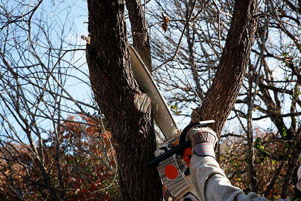 Trusted Monterey, CA Tree Services Experts